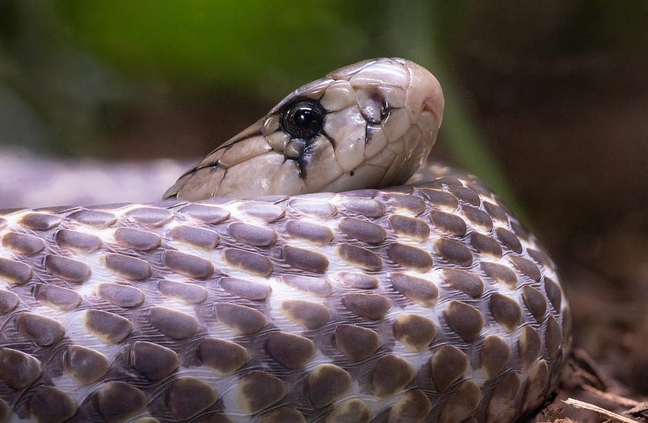 残遭登革热、疟疾、新冠轮番洗劫英国男子,又被眼镜蛇咬了