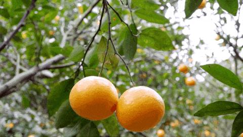 这世界上真有在拼夕夕购物而不翻车的人吗？