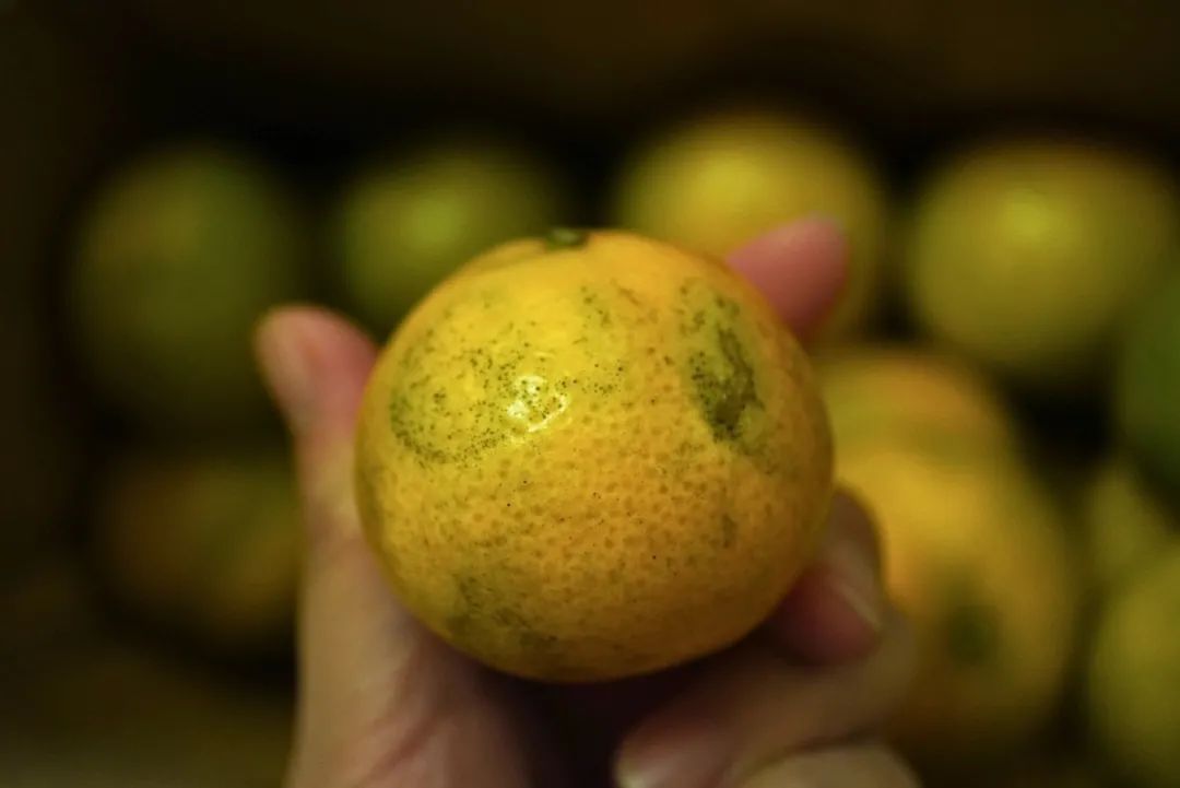 这世界上真有在拼夕夕购物而不翻车的人吗？