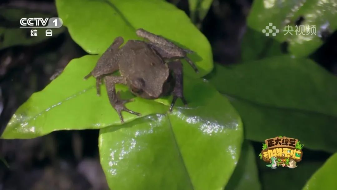 羚王如何展现王的威风？今天18:00档，CCTV-1《正大综艺·动物来啦》带您一探究竟→