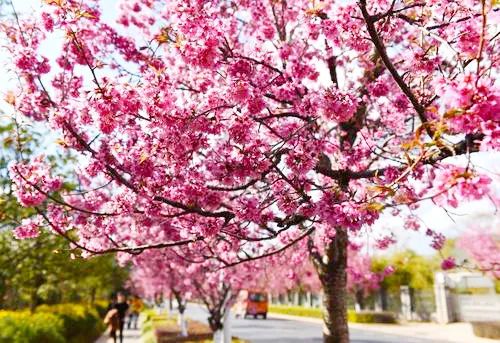 昆明春城风光秀,昆明春城秀小视频