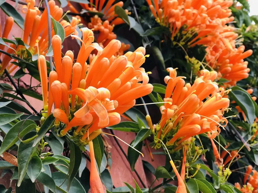 昆明春城风光秀,昆明春城秀小视频