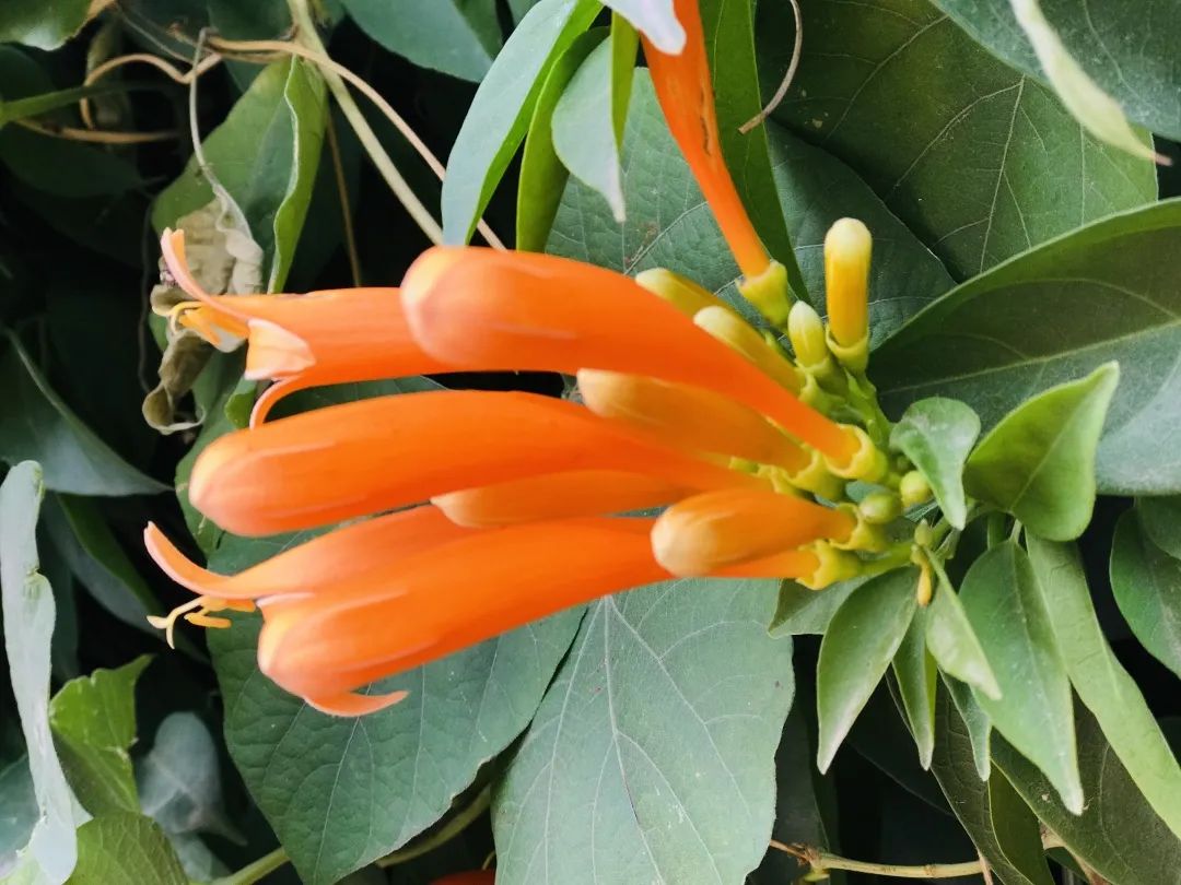 昆明春城风光秀,昆明春城秀小视频