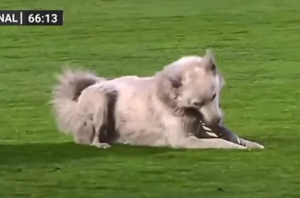 鐙楃嫍澶х洍鐢靛奖,鐙楃嫍澶х洍