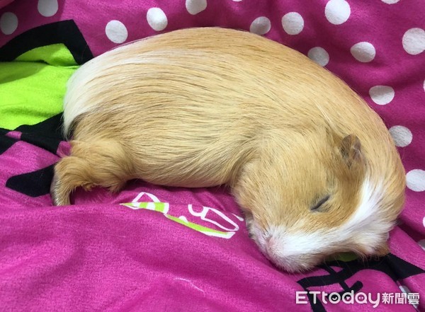 COS爆红《天竺鼠车车》！　它「前轮陷肥肚」傻爆眼：跑不动