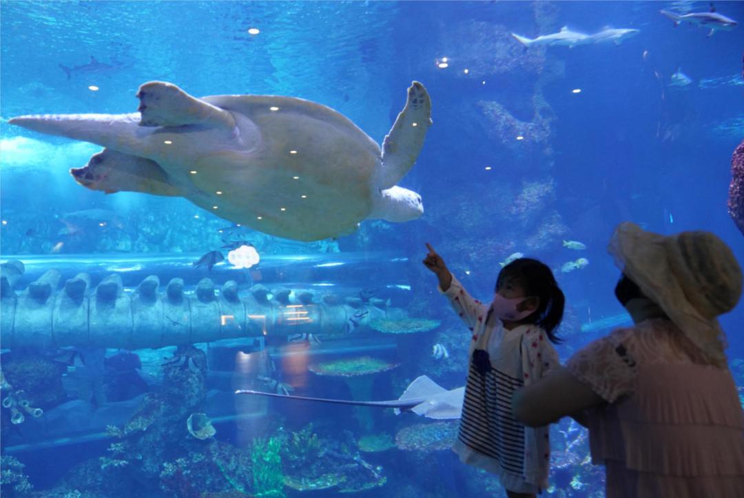 关于海龟生活习性的资料,海龟有时会干什么有什么特征