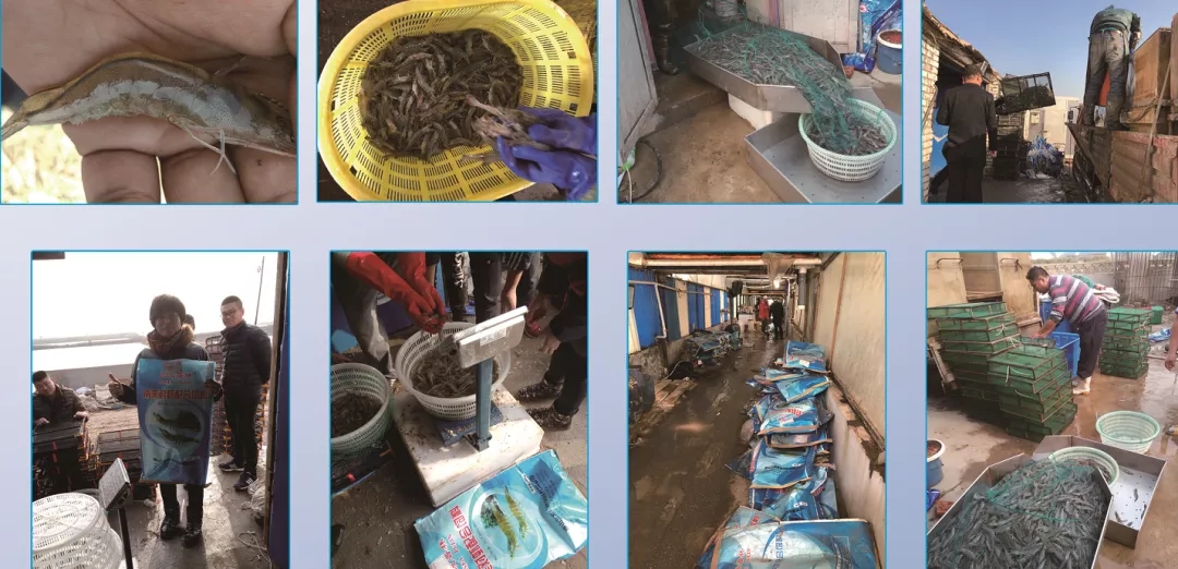 养虾高手养殖视频,养对虾高手经验