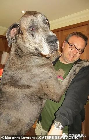 世界上最高大的狗身高达到24米,世界上最高的80米的狗