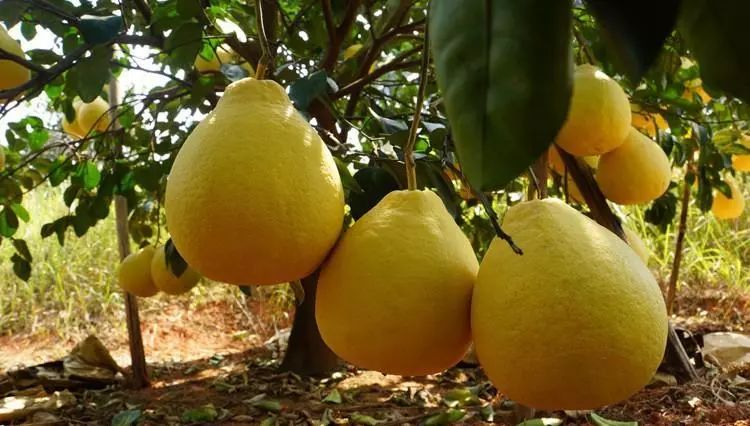 肇庆的特色农产品有哪些,肇庆的农产品有哪些