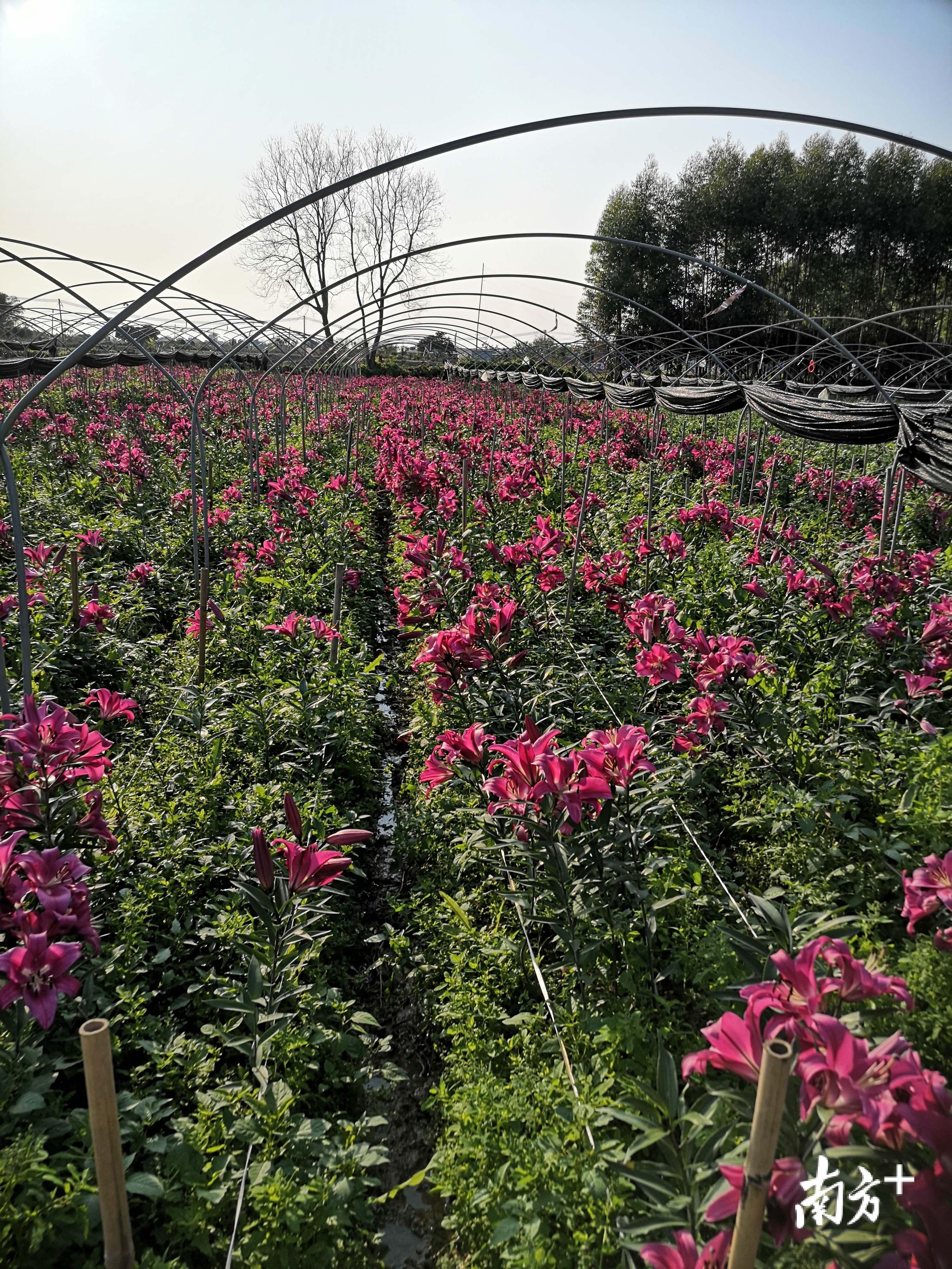 博罗这片百合花海躲过寒流，大量优质花卉急售