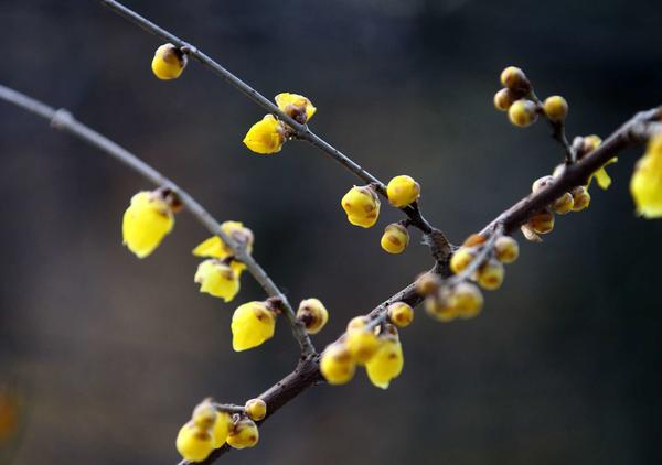 为何今年农历两个立春,为什么明年是双立春