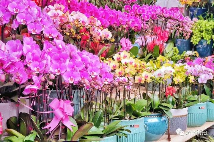 济南花卉市场哪个最大最出名,开放的济南花卉市场有哪些