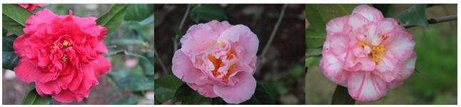 千姿百媚的山茶,千姿百媚的山茶图片