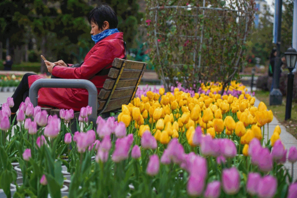 福州郁金香沙滩公园,福州温泉公园郁金香盛开