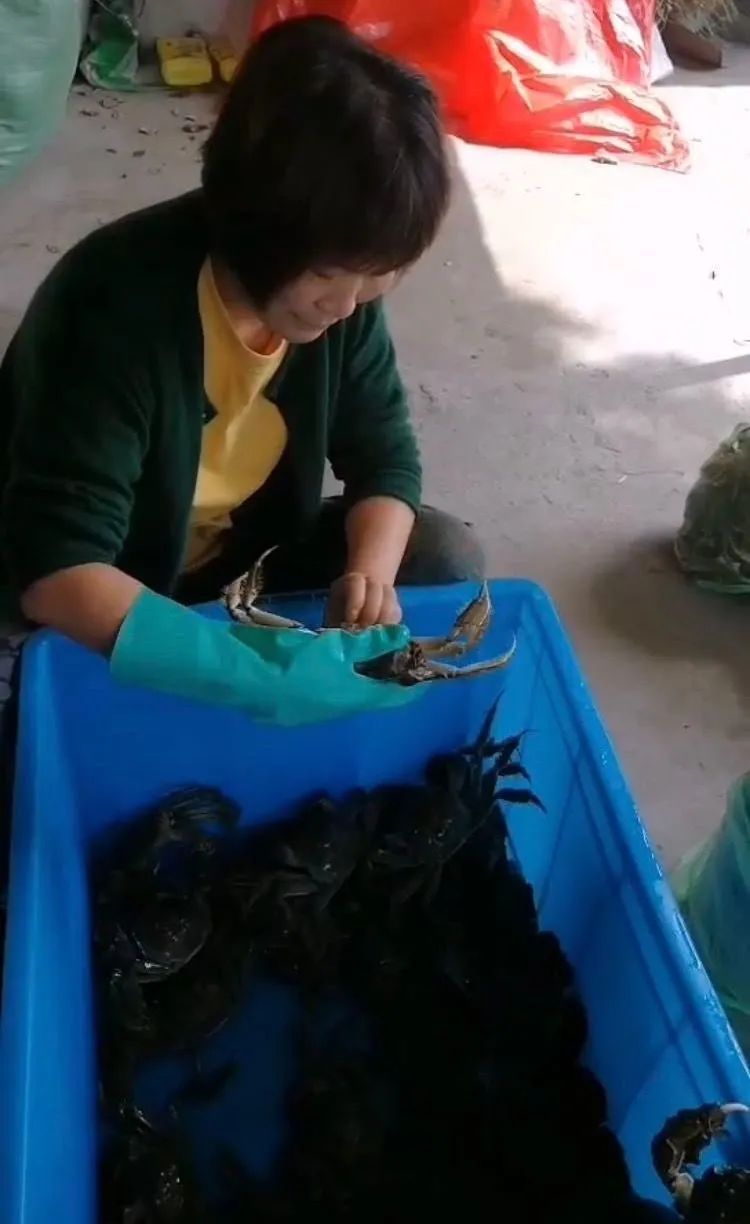 蟹贩子利润,蟹贩的利润