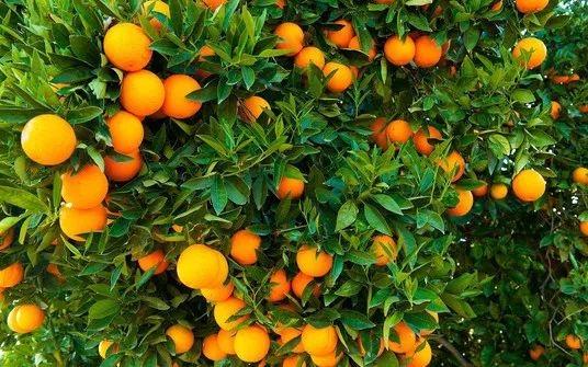 无锡口味独特吗,无锡的味道