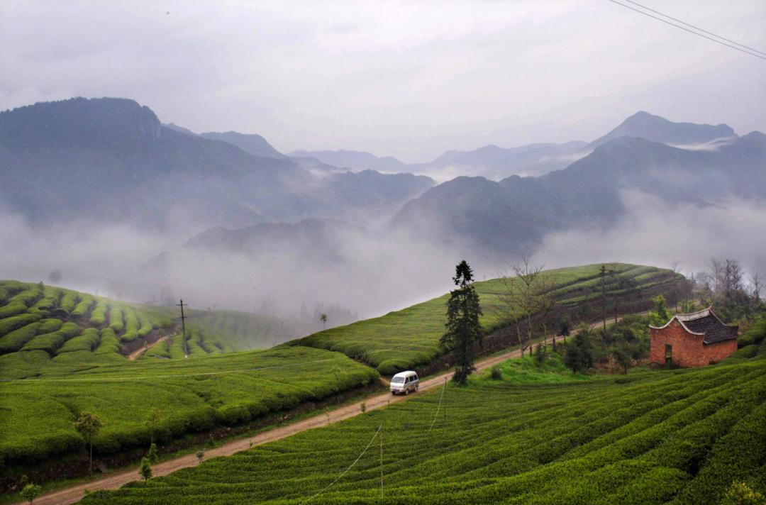 百茶百味|获巴拿马博览会金奖的坦洋工夫，道不尽百年岁月的阵阵茶香