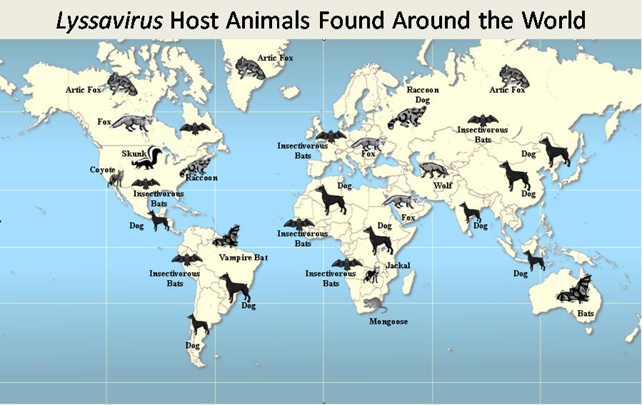日本本土狂犬病64年0病例,我们离消除狂犬病还有多远?