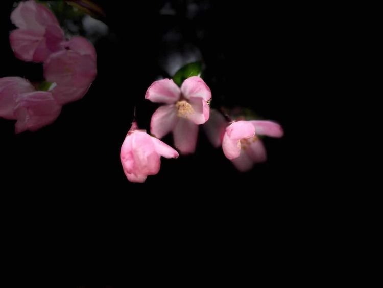 执手春天灼灼其华——咔嚓社最美遇见之寻找校园春意篇