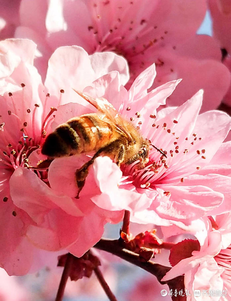 情报站｜临沂美人梅肆意开放，蜜蜂花间飞舞采蜜忙