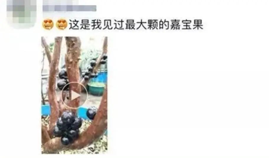 东莞人家里都种的“土豪果”身价暴跌10倍！曾卖到500元一斤