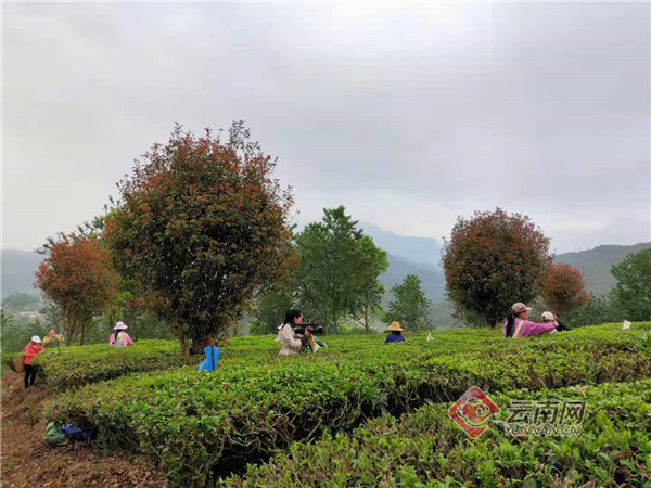 景东县:春漫三月天,茶香溢银生