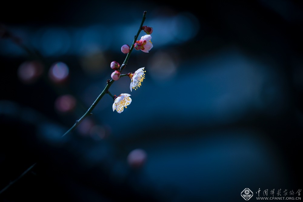 会员佳作｜吉龙生：“美丽中国、绿色江苏”梅花风韵系列作品