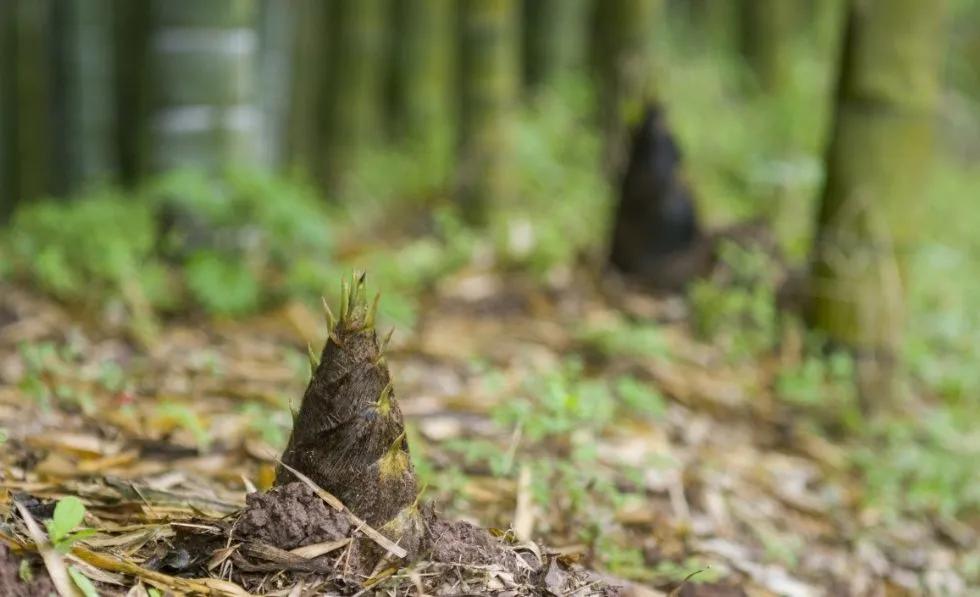 笋之鲜,泉之暖,快来西海温泉体验最纯粹的春日