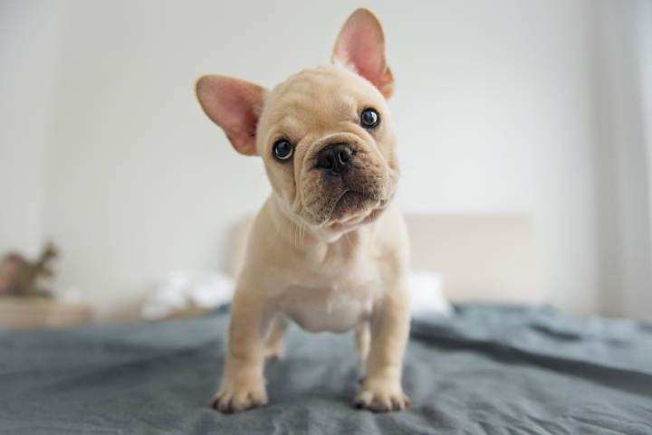 生活大爆炸装修房子,生活大爆炸住宅