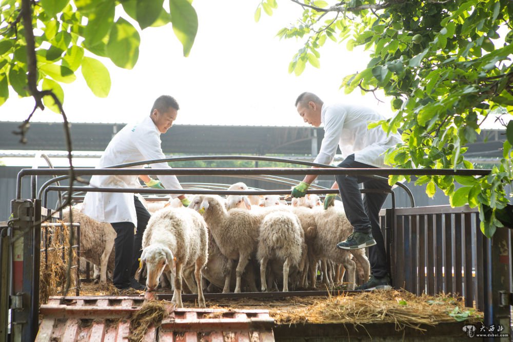 东北振兴领头羊,中国乡村振兴领头羊