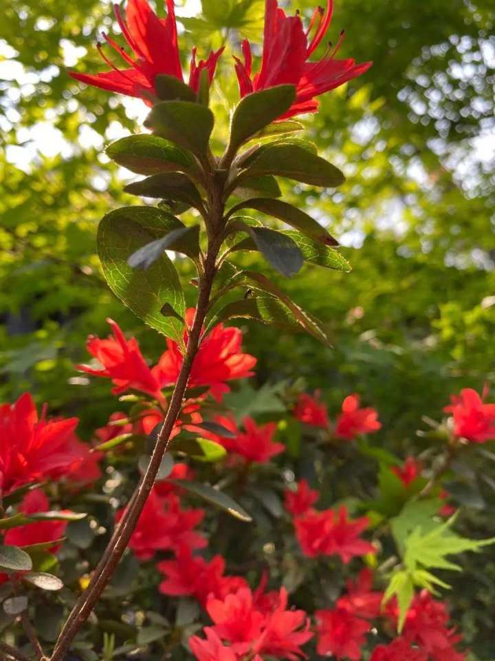 杭州绿道路线图,杭州青山湖绿道