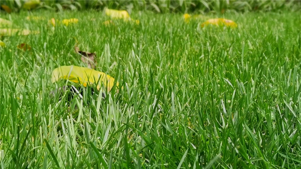 蜱虫疾病高发期省医院专家：被咬要尽快就医