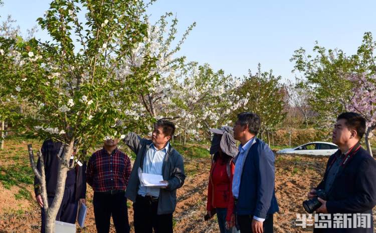 青岛樱花品种大全,青岛绿色樱花品种