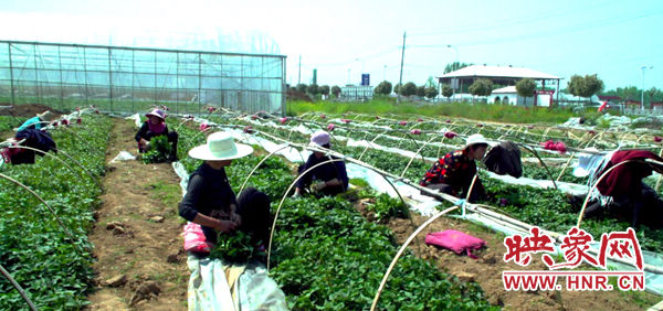 驻马店西平乡村振兴成果,河南西平振兴美丽乡村