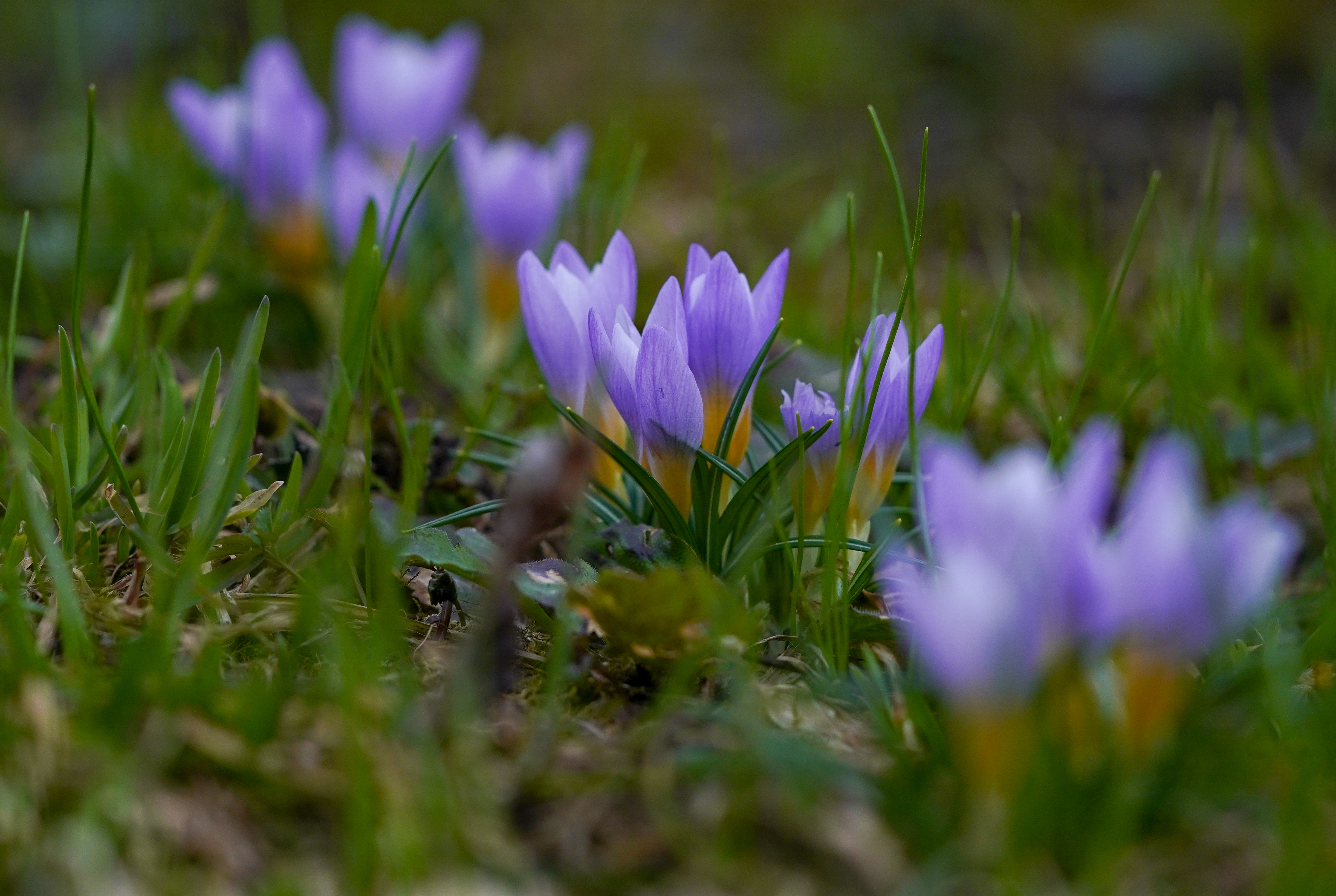 俄罗斯番红花功效,俄罗斯番红花展会