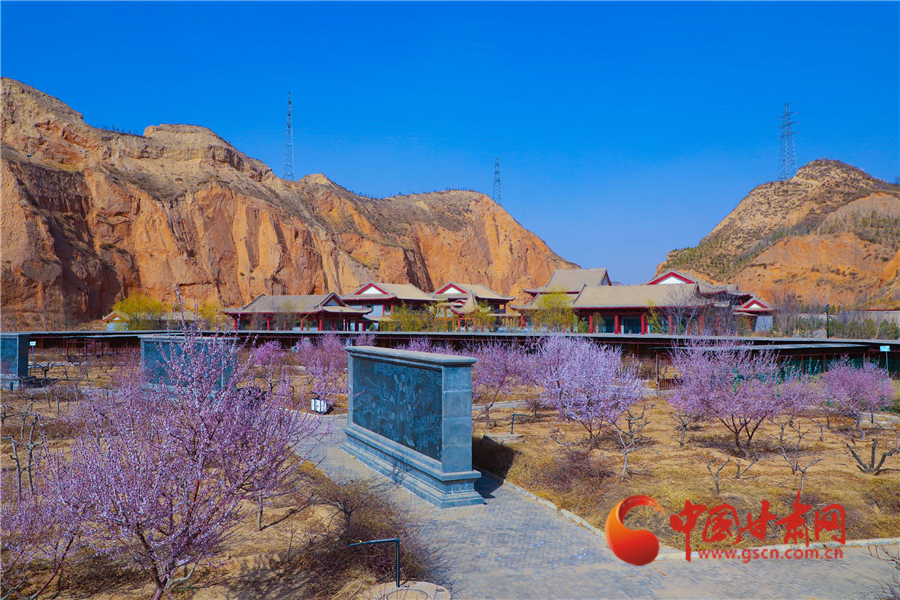 安宁白凤桃树苗,安宁白凤桃的特点