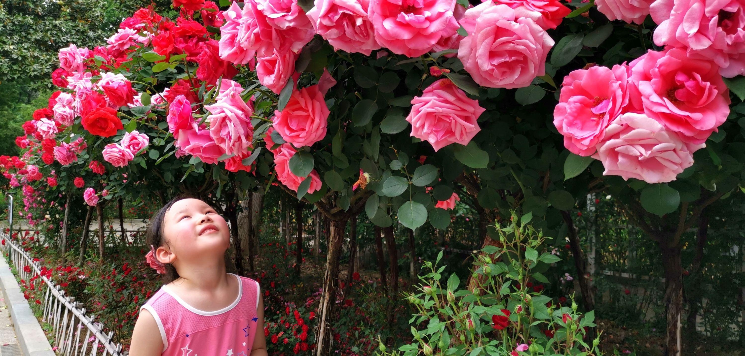 武汉月季公园,武汉哪个公园月季花好看