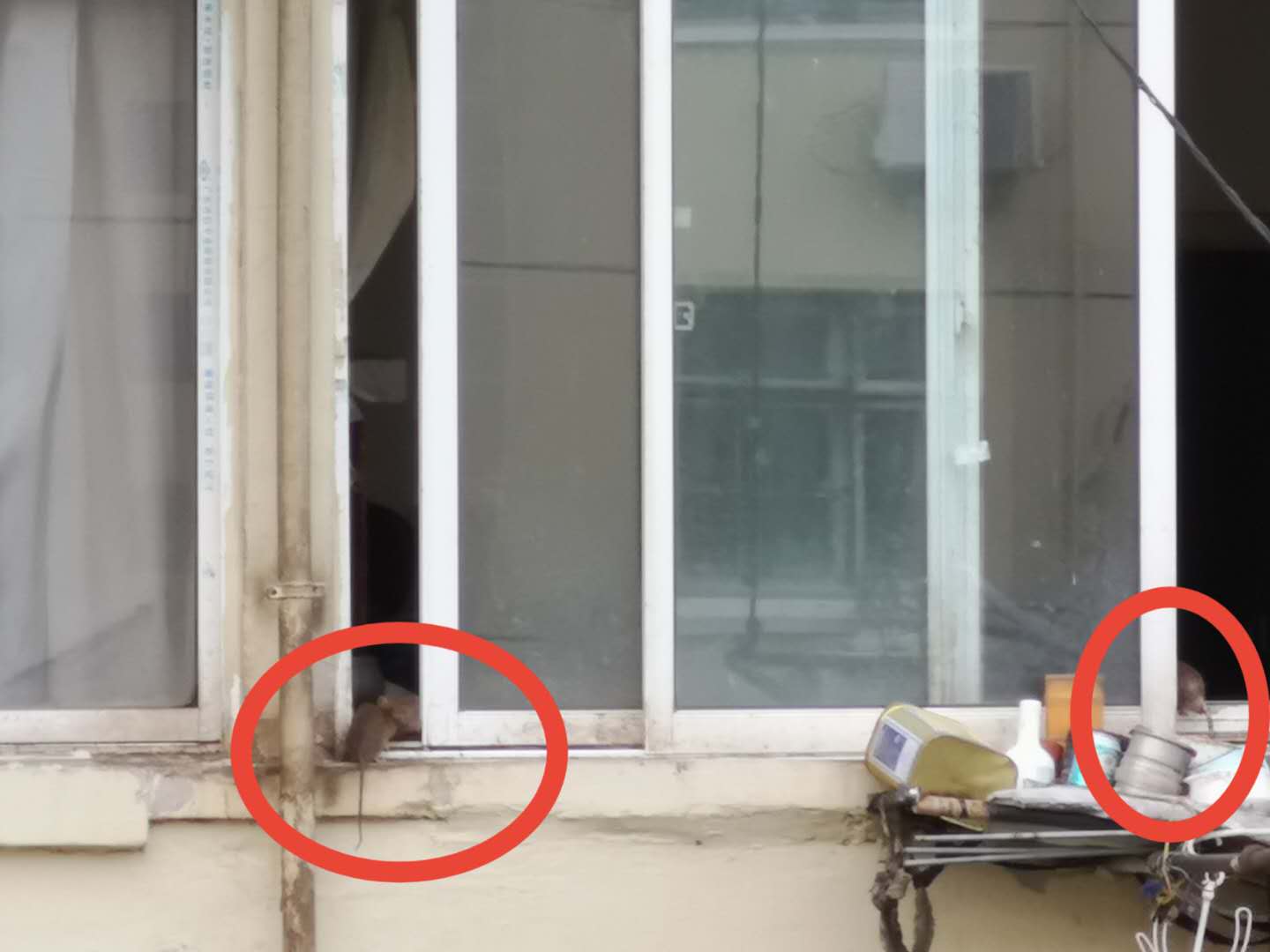 上海一老人囤垃圾引鼠群,老人捡垃圾堆满房间引上百只老鼠