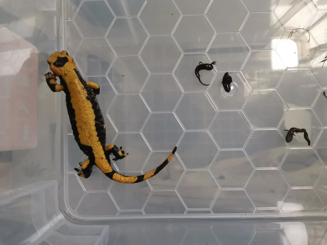 19只活体！北京海关首次截获火蝾螈，外形有点吓人，并且还有毒