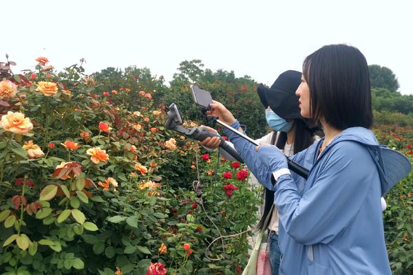 南阳花海欣赏,南阳月季花海的视频
