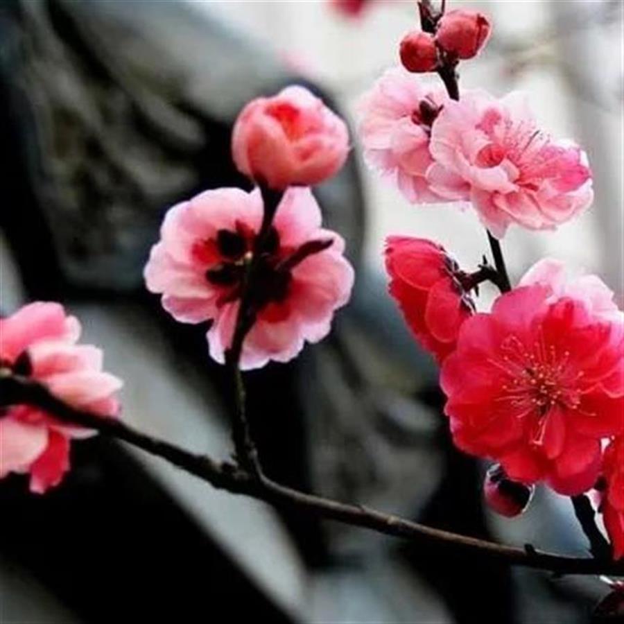 湖北省黄冈市的市花是什么,黄冈市花是什么