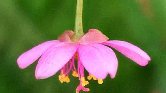 土人参开花是什么样子,土人参开花视频