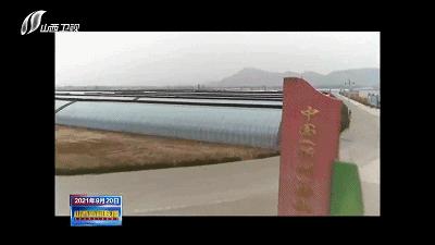 农民田间辛勤劳作喜迎首个丰收节,庆丰收让乡亲们的日子越过越红火