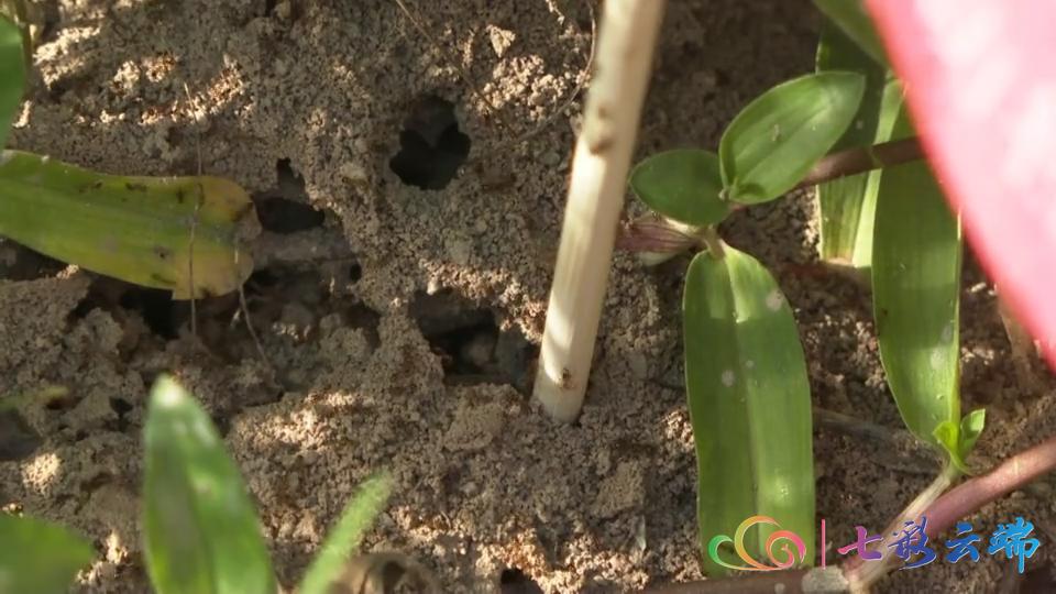 红火蚁防治方法主要有三大类,红火蚁防治方法大全视频