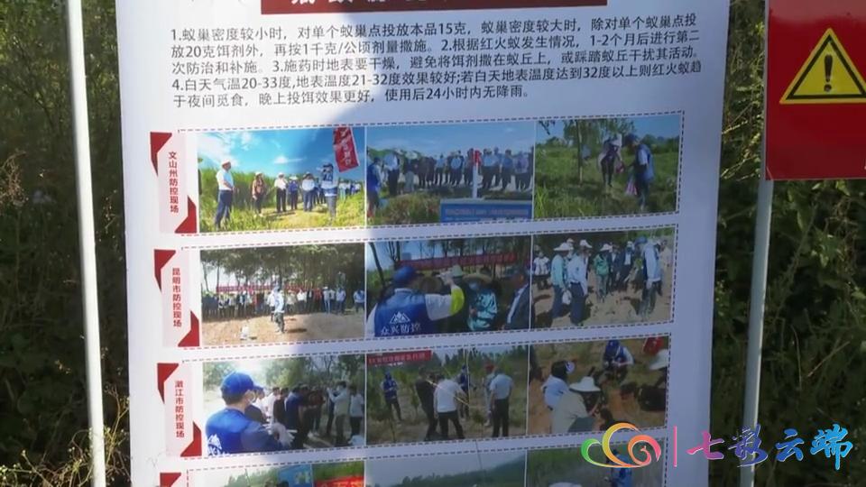 红火蚁防治方法主要有三大类,红火蚁防治方法大全视频