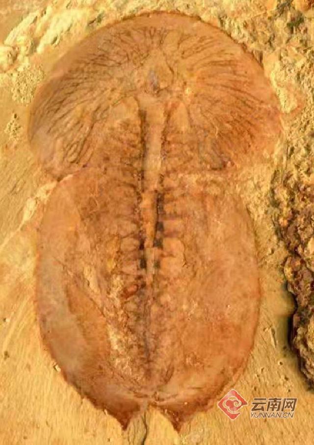 云南大理奇妙博物馆,云南生命博物馆