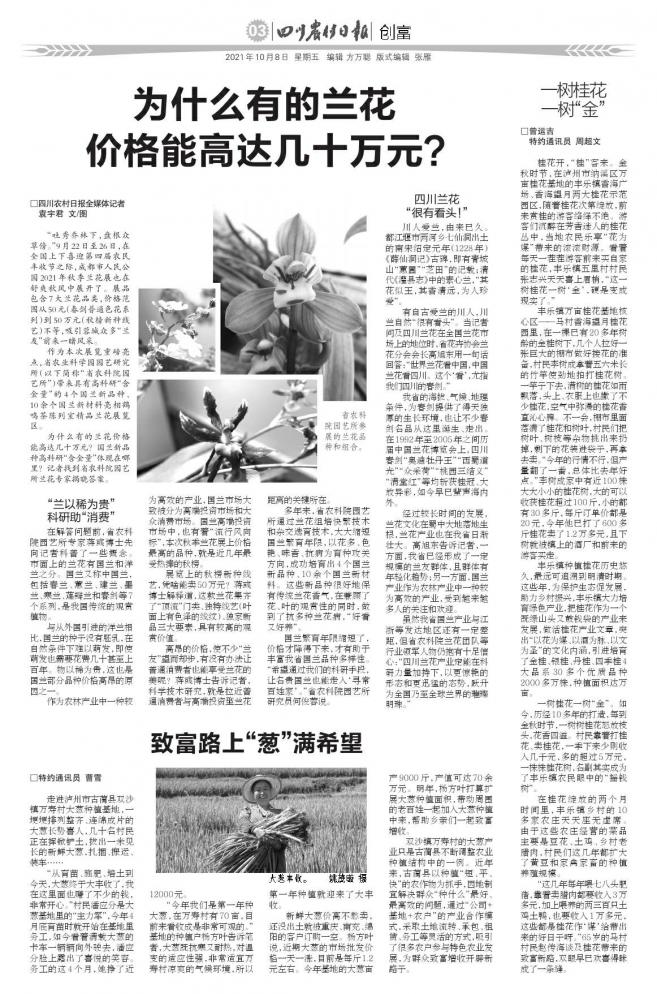 现在兰花价格为什么这么高呢,兰花为什么那么贵有什么价值