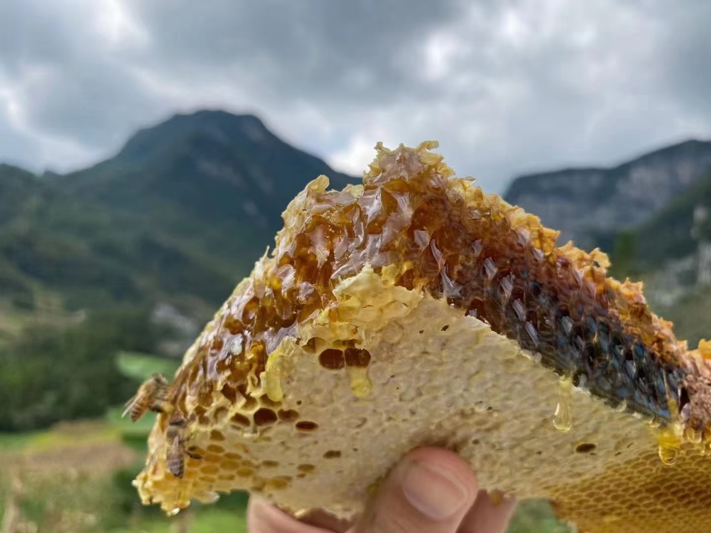 康县蜜蜂养殖托起甜蜜致富梦,汪凯蜜蜂养殖