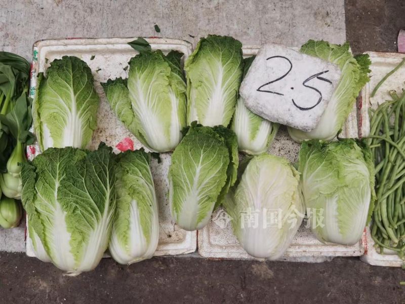 柳州现在什么青菜便宜,柳州青菜贵