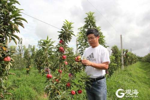 苹果树新品种果园展示墙,多主干树形苹果的培育